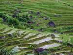 im Pu Luong NP 9