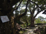 Longji 5