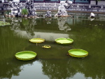 Wuhan 7