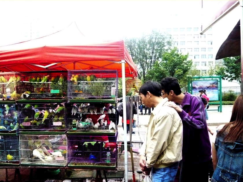 Kunming Vogelfreunde
