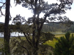 Patatso NP 5